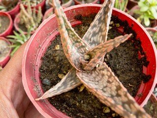 Aloe pink blush small plant in a plastic pot closeup