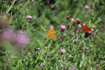 Große Perlmutterfalter auf Distelblüte