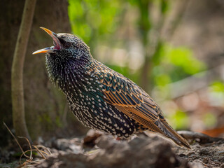common starling or European starling (Sturnus vulgaris) in the forest