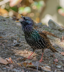 common starling or European starling (Sturnus vulgaris) in the forest