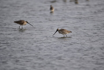 Long-billed dowitcher - Limnodromus scolopaceus