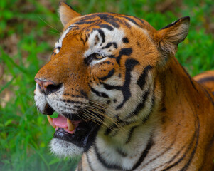 Fototapeta premium Tiger