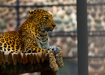 Colorful leopard