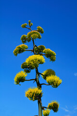 kwitnąca agawa, blooming agave on the blue sky, tall agave inflorescence