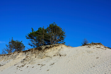 Piaszczysta wydma nadmorska, klif, pine trees on a sandy coastal dune, sandy coastal dune	
