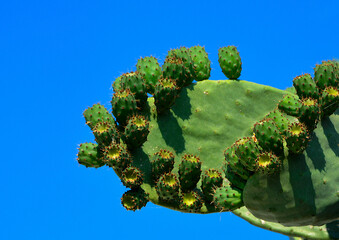 opuncja figowa na tle nieba, Opuntia ficus-indica