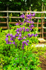 Obraz premium aquilegia flowers in a rustic garden by a board fence