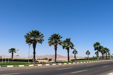 Fototapeta premium palm trees along the highway in Egypt