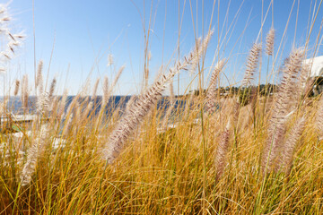 ears of wheat in the wind