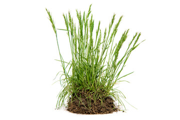 Green grass with soil segment on white background