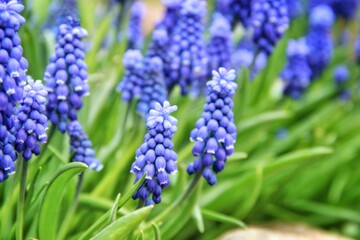 blue hyacinth flowers