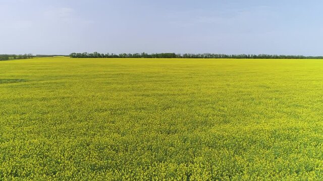 Fly over a rapeseed field on a clear day