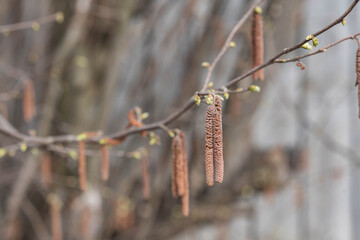 Hazel catkins in spring, hazel branch closeup
