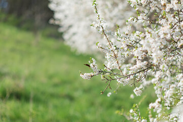 Blooming spring orchard with white blossom on trees, sunny spring morning, beautiful butterfly on cherry branch