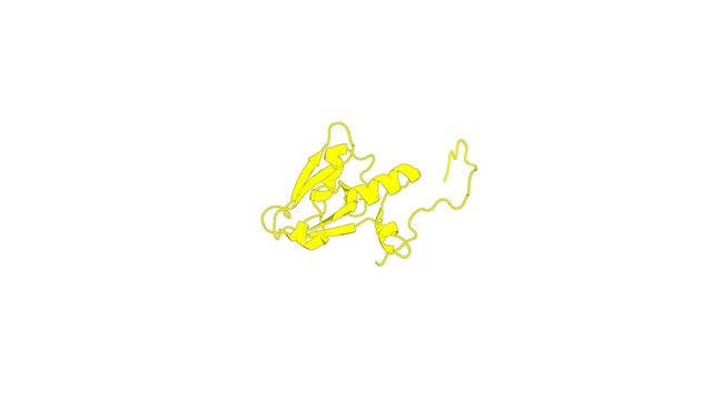 360&ordm; realistic 3D rendering of an animated biological molecule over a white background with alpha mask.  A dynamic intramolecular conformational switch autoregulates the scaffolding protein NHERF1
