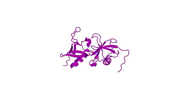 360º realistic 3D rendering of an animated biological molecule over a white background with alpha mask.  Structure of a double ubiquitin-like domain in the talin head: a role in integrin activation.
