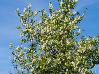 Frühling- Laubbaum in voller Blütenpracht