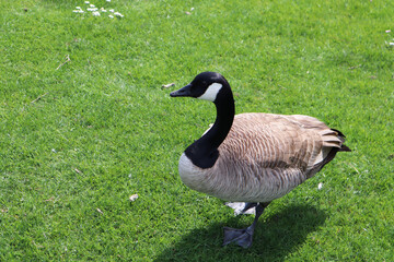 Canada goose on the grass
