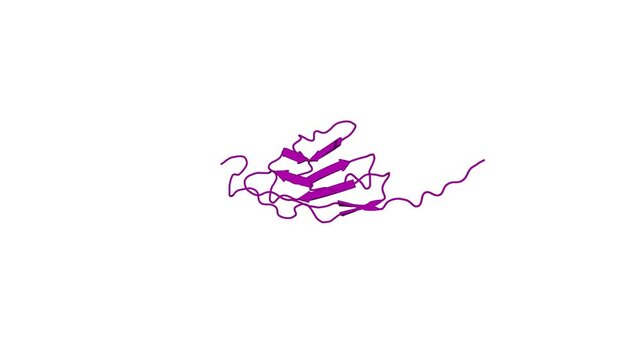 360&ordm; realistic 3D rendering of an animated biological molecule over a white background with alpha mask.  Solution structure of the 6th Ig-like domain from human KIAA1556