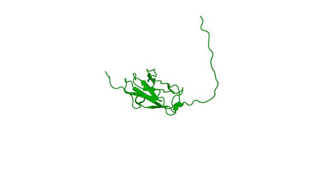360º realistic 3D rendering of an animated biological molecule over a white background with alpha mask.  Solution structure of the 14th filamin domain from human Filamin-B
