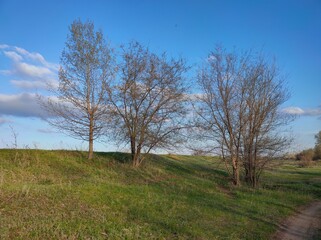 Spring landscape in the forest.