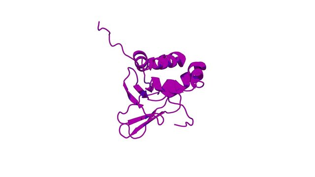 360º realistic 3D rendering of a biological molecule. Solution structure of the FAS1 domain of human transforming growth factor-beta induced protein IG-H3