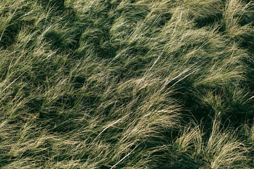 Texture of Steppe of yellow grass. West Siberia.
