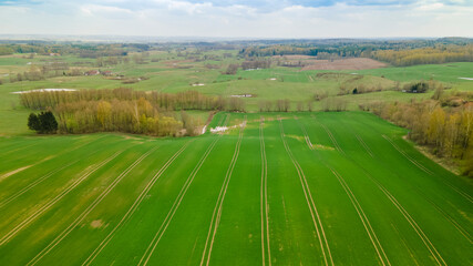 Beautiful green field in the sunshine, greening spring forest in the distance and cloudy sky