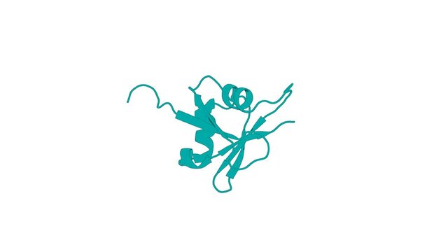 360&ordm; realistic 3D rendering of an animated biological molecule over a white background with alpha mask.  Solution structure of ASPP2 N-terminal domain (N-ASPP2) reveals a ubiquitin-like fold.