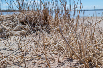 Torrevieja, Valencia, Spain: 09.05.2020; The dry bust covered by white salt
