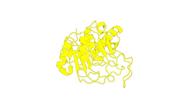 360&ordm; realistic 3D rendering of a biological molecule. Solution structure and backbone dynamics of streptopain: insight into diverse substrate specificity.