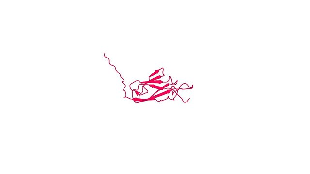 360&ordm; realistic 3D rendering of an animated biological molecule over a white background with alpha mask.  Solution structure of the 23th filamin domain from human Filamin-B
