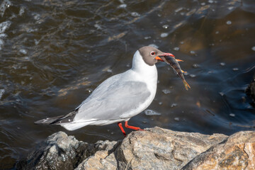 The black-headed gull stands on the river bank with a fish in its beak