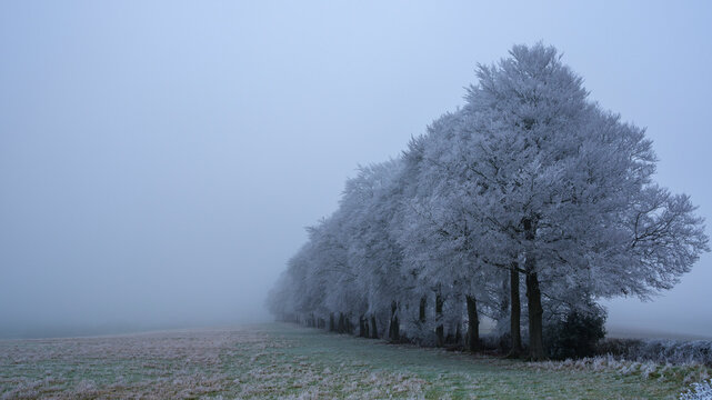 Hoarfrost and freezing fog on Wheely Down, South Downs National Park
