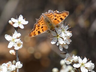 Comma butterfly (Polygonia c-album) - orange butterfly on white apple flowers in early spring, Gdansk, Poland