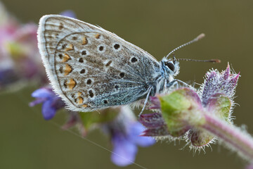 Silver-studded blue Butterfly