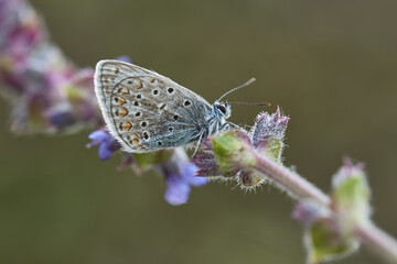 Silver-studded blue Butterfly