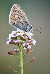 Fototapeta na wymiar Silver-studded blue Butterfly