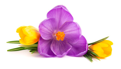 Crocus flowers bouquet, isolated on white background. Beautiful spring flowers.