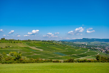 Vineyards landscape - Hallau, Switzerland	