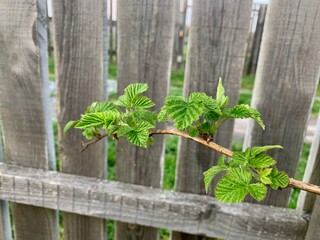 A branch of a raspberry bush in early spring. Against the background of a wooden plank fence. Garden and vegetable garden concept.