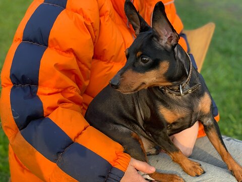 Small brown dog in the hands of the owner.