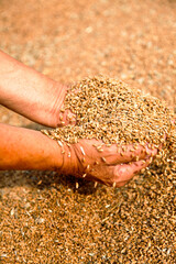 Wheat and hands of the old farmer