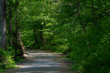 Fototapeta premium Following a shady paved concrete path through the woods with rays of sunlight beaming down from above through the leafy green tree leaves canopy.