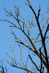 Dead rotting tree still standing after a long harsh winter season, but it is now filled with burrowing insects, termites and beetles that are dug out by hunting birds