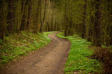 Fototapeta na wymiar Path through the Warmian green forest - spring white anemone flowers, green grass, tree trunks, young leaves of trees and shrubs