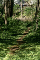 A thin, single track dirty path carved out by numerous people human foot traffic through a narrow wooded corridor though the forest leading up to the bank of the rivers edge. 