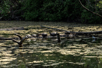a line of wild common box turtles on a log at the surface of the still water pond, bathing their shells in the mid day sun while catching insects