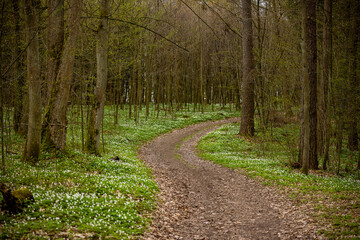 Path through the Warmian green forest - spring white anemone flowers, green grass, tree trunks, young leaves of trees and shrubs