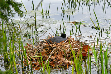 brütendes Blässhuhn im Nest